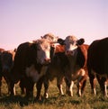 Portrait of a group of cows in various ages