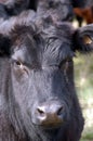 Portrait of a group of cows in various ages.Angus cattle in the pasture