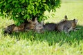 Portrait of group cute 3 brown and gray tabby cats sitting rest comfortable on green grass in sun under bush. Royalty Free Stock Photo