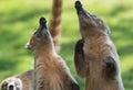 Portrait of group cute white nosed coatis, Nasua narica, begging for food, fighting and looking at a camera with funny