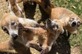 Portrait of group cute white nosed coatis, Nasua narica, begging for food, fighting and looking at a camera with funny