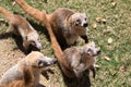 Portrait of group cute white nosed coatis, Nasua narica, begging for food, fighting and looking at a camera with funny