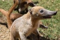 Portrait of group cute white nosed coatis, Nasua narica, begging for food, fighting and looking at a camera with funny