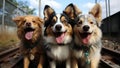 portrait of a group of dogs, border collie and corgi