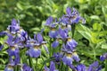 Closeup of several blue flowers Siberian Iris Royalty Free Stock Photo