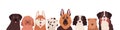 Portrait group of funny dogs different breeds posing together vector flat illustration. Cute colorful domestic animals Royalty Free Stock Photo