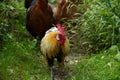 Portrait of a group of hens and chickens Royalty Free Stock Photo