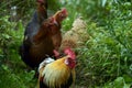 Portrait of a group of hens and chickens Royalty Free Stock Photo