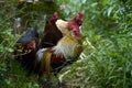 Portrait of a group of hens and chickens Royalty Free Stock Photo