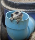 Portrait group of meerkat Royalty Free Stock Photo