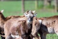 Portrait of a group of mouflons Royalty Free Stock Photo