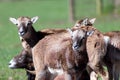 Portrait of a group of mouflons Royalty Free Stock Photo