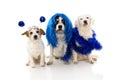 PORTRAIT OF GROUP OS THREE DOGS CELEBRATING NEW YEAR OR CARNIVAL COSTUME PARTY, WEARING BLUE WIG, GARLAND AND ALIEN DISCO BALL Royalty Free Stock Photo