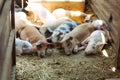 Portrait of a group of pigs on the farm