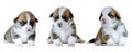 Portrait of group of three brown white two-month-old puppies of dog welsh pembroke corgi sitting on white background. Royalty Free Stock Photo