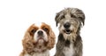 Portrait group two dogs, cavalier and purebred tramp dog for web side. isolated on white background Royalty Free Stock Photo