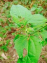 Portrait of a group of weaver ants on a leaf