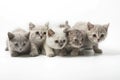 Portrait group of young Scottish cats . Studio shot. Isolated.