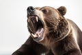 Portrait of a growling aggressive bear on a white background