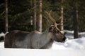 Reindeer / Rangifer tarandus in winter Royalty Free Stock Photo