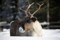 Reindeer / Rangifer tarandus in winter Royalty Free Stock Photo