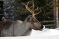 Reindeer / Rangifer tarandus in winter Royalty Free Stock Photo