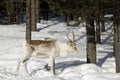 Reindeer / Rangifer tarandus in winter forest Royalty Free Stock Photo