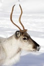 Close up of a Reindeer / Rangifer tarandus in winter Royalty Free Stock Photo