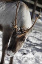 Close up of a Reindeer / Rangifer tarandus in winter Royalty Free Stock Photo