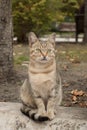 Portrait of grumpy green-eyed tabby stray cat