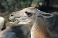Portrait of a Guanaco Royalty Free Stock Photo