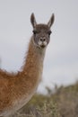Portrait of a guanaco Royalty Free Stock Photo