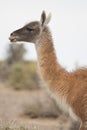 Portrait of a guanaco Royalty Free Stock Photo