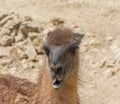 Portrait of guanaco, lama guanicoe with mouth open