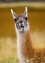Portrait of guanaco. Torres del Paine. Chile. Royalty Free Stock Photo
