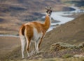 Portrait of guanaco. Torres del Paine. Chile. Royalty Free Stock Photo