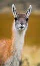 Portrait of guanaco. Torres del Paine. Chile.