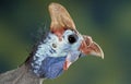 Portrait of a Guinea Fowl Royalty Free Stock Photo