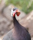Portrait of a guinea fowl on a farm Royalty Free Stock Photo