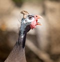 Portrait of a guinea fowl on a farm Royalty Free Stock Photo