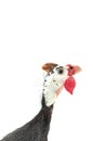 Portrait Guinea fowl Royalty Free Stock Photo