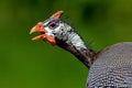 Portrait of a Guinea fowl Royalty Free Stock Photo