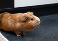 Portrait of guinea pig. Close up photo. Royalty Free Stock Photo