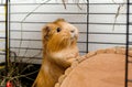 Portrait of guinea pig. Close up photo.