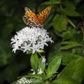 Portrait of a Gulf Fritillary Butterfly on Star Flowers Royalty Free Stock Photo