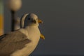 Portrait of a gull or seagull standing on a seaside railing Royalty Free Stock Photo