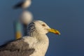 Portrait of a gull or seagull standing on a seaside railing Royalty Free Stock Photo