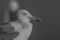 Portrait of a gull or seagull standing on a seaside railing Royalty Free Stock Photo