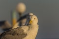 Portrait of a gull or seagull standing on a seaside railing Royalty Free Stock Photo