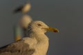 Portrait of a gull or seagull standing on a seaside railing Royalty Free Stock Photo